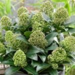 Skimmia japonica Fragrant Cloud - planta perena cu frunzis permanent si flori parfumate la ghiveci P11, H 25-30 cm (Livrarea dupa 10 Septembrie)