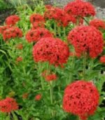 Lychnis Calcedonica - Crucea Malteza la ghiveci P9 - imagine 2