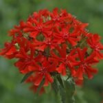 Lychnis Calcedonica - Crucea Malteza la ghiveci P9