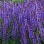 Salvia nemorosa  la ghiveci P9 - H 5-10 cm