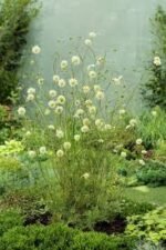 Scabiosa Ochroleuca (Floarea cu pernuță de ace) - planta perena la ghiveci P9 - imagine 2