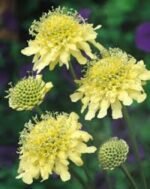Scabiosa Ochroleuca (Floarea cu pernuță de ace) - planta perena la ghiveci P9