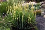 Sisyrinchium striatum - Iarba cu ochi galbeni semi vesnic verde la ghiveci P9 , H 10-15 cm - imagine 3