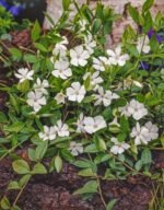 Vinca Minor Alba - Saschiu vesnic verde la ghiveci P9, H 5-10 cm - imagine 2
