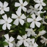 Vinca Minor Alba - Saschiu vesnic verde la ghiveci P9, H 5-10 cm