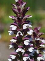 Acanthus mollis (Gheara ursului) la ghiveci P9