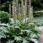Acanthus mollis (Gheara ursului) la ghiveci P9 - imagine 3