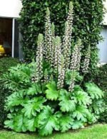 Acanthus mollis (Gheara ursului) la ghiveci P9 - imagine 2