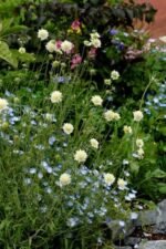 Scabiosa Ochroleuca (Floarea cu pernuță de ace) - planta perena la ghiveci P9 - imagine 3