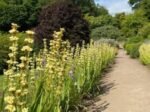 Sisyrinchium striatum - Iarba cu ochi galbeni semi vesnic verde la ghiveci P9 , H 10-15 cm - imagine 4