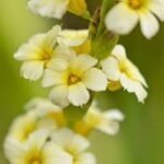 Sisyrinchium striatum - Iarba cu ochi galbeni semi vesnic verde la ghiveci P9 , H 10-15 cm - imagine 2