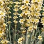 Sisyrinchium striatum - Iarba cu ochi galbeni semi vesnic verde la ghiveci P9 , H 10-15 cm