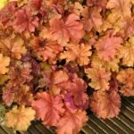 Heuchera Marmalade - Clopotei de Coral cu frunzis permanent la ghiveci P9