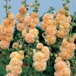 Alcea Rosea Chater's Peaches and Dreams - Nalba de gradina cu flori piersica - 1 radacina nuda - imagine 2