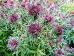 Aster Ann Leys - la ghiveci P9 - H 5 -10 cm - imagine 2