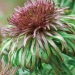 Aster Ann Leys - la ghiveci P9 - H 5 -10 cm