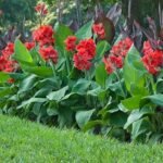 Canna Red - 1 Rizom - imagine 2