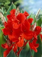 Canna Red - 1 Rizom