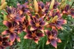Crin Forever Susan marime 16/18 - 1 bulb - imagine 3