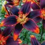 Crin Forever Susan marime 16/18 - 1 bulb