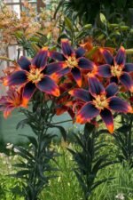 Crin Forever Susan marime 16/18 - 1 bulb - imagine 2