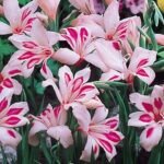 Gladiole pitice rezistente la inghet Impressive - pachet 5 bulbi