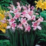 Gladiole pitice rezistente la inghet Impressive - pachet 5 bulbi - imagine 2
