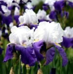 Iris Germanica Arpege - Iris barbos inalt, remontant, cu inflorire repetata - 1 rizom (Livrarea dupa 10 Septembrie) - imagine 2