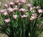 Stanjenel - Iris Siberian Laughing Beauty - 1 rizom (Livrarea dupa 15 Octombrie) - imagine 2