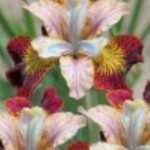 Stanjenel - Iris Siberian Laughing Beauty - pachet 5 rizomi (Livrarea dupa 15 Octombrie) - imagine 2