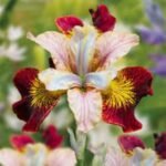 Stanjenel - Iris Siberian Laughing Beauty - pachet 5 rizomi (Livrarea dupa 15 Octombrie)