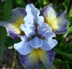 Iris Siberian Sun Comes Up - pachet 5 rizomi (Livrarea dupa 15 Octombrie)
