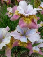 Iris Siberian Sugar Rush - 1 rizom (Livrarea dupa 15 Octombrie) - imagine 2