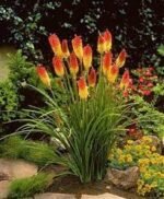 Kniphofia Uvaria -Crin Faclie - 1 rizom