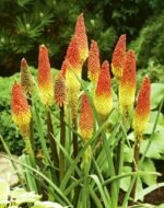 Kniphofia Uvaria -Crin Faclie - 1 rizom - imagine 3