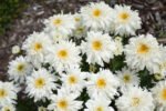 Leucanthemum x superbum „Crazy Daisy” - Margareta Shasta - 1 radacina nuda (Livrarea dupa 7 Decembrie) - imagine 2