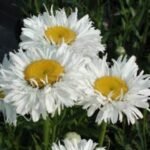 Leucanthemum x superbum „Crazy Daisy” - Margareta Shasta - 1 radacina nuda (Livrarea dupa 7 Decembrie)