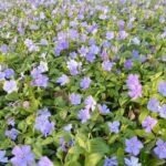 Vinca Minor La Grave - Saschiu vesnic verde la ghiveci P9, H 5-10 cm - imagine 2