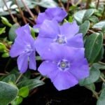 Vinca Minor La Grave - Saschiu vesnic verde la ghiveci P9, H 5-10 cm