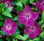 Vinca Minor Atropurpurea - Saschiu vesnic verde la ghiveci P9