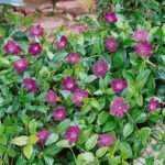 Vinca Minor Atropurpurea - Saschiu vesnic verde la ghiveci P9 - imagine 2