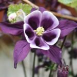 Aquilegia  vulgaris „William Guiness”- Caldarusa - la ghiveci P9