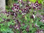 Aquilegia  vulgaris „William Guiness”- Caldarusa - la ghiveci P9 - imagine 2