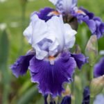 Iris Germanica Arpege - Iris barbos inalt, remontant, cu inflorire repetata - 1 rizom (Livrarea dupa 10 Septembrie)