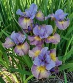 Iris Siberian Sun Comes Up - pachet 5 rizomi (Livrarea dupa 15 Octombrie) - imagine 3
