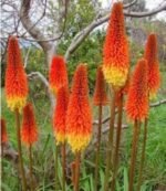 Kniphofia Uvaria -Crin Faclie - 1 rizom - imagine 2