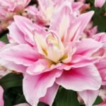 Crin Dreamline cu flori duble, parfumat marime 16/18 - 1 bulb
