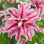 Crin Oriental Magic Star, parfumat - 1 bulb