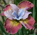 Iris Siberian Sugar Rush - 1 rizom (Livrarea dupa 15 Octombrie)