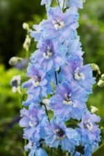 Delphinium Summer Skies la ghiveci P10 - H 5-10 cm